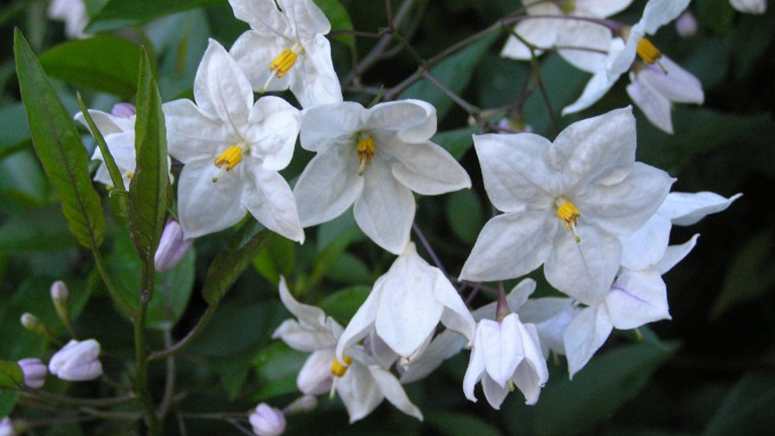 Close up of potato vine flowers.