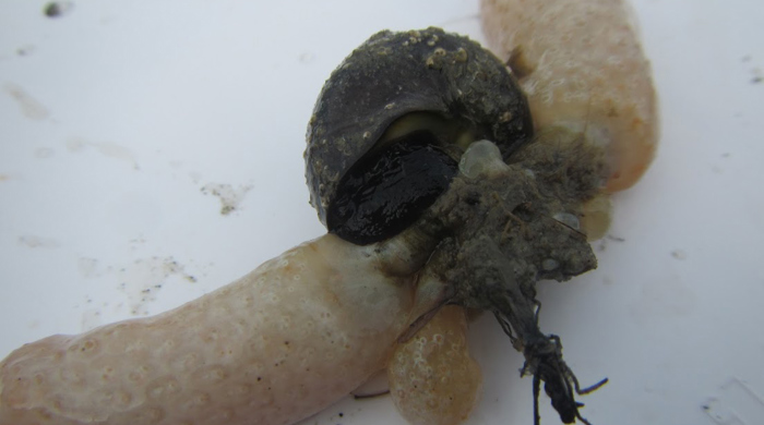 Australian droplet tunicate with a shell in the middle.