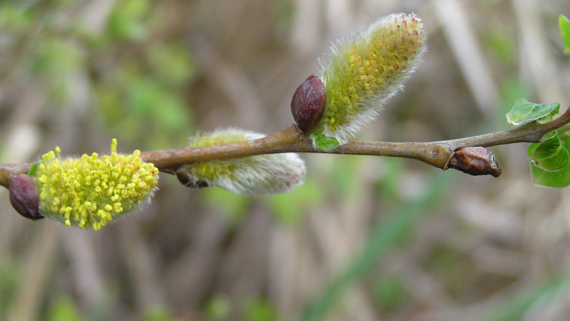 Close up of Grey Willow branch showing catkins and buds.