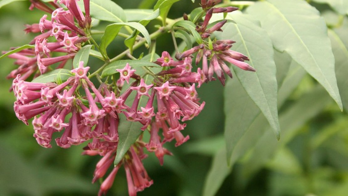 Cluster of red cestrum flowers.