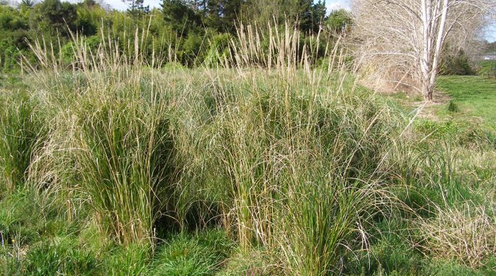 African feather grass growing in clusters.