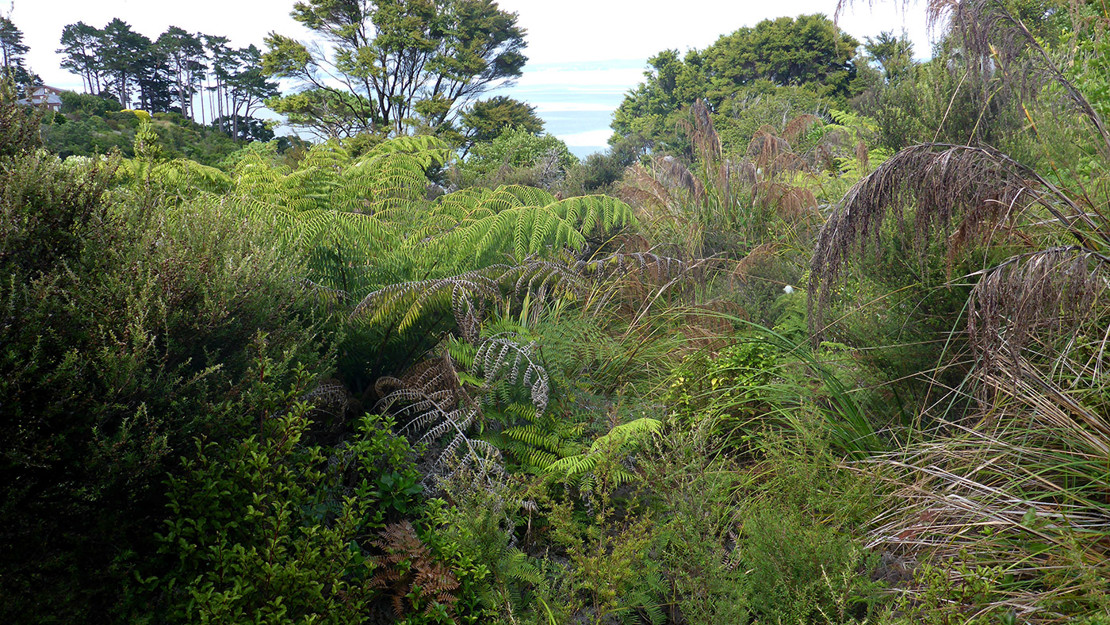 Plant community at Manukau Domain. 
