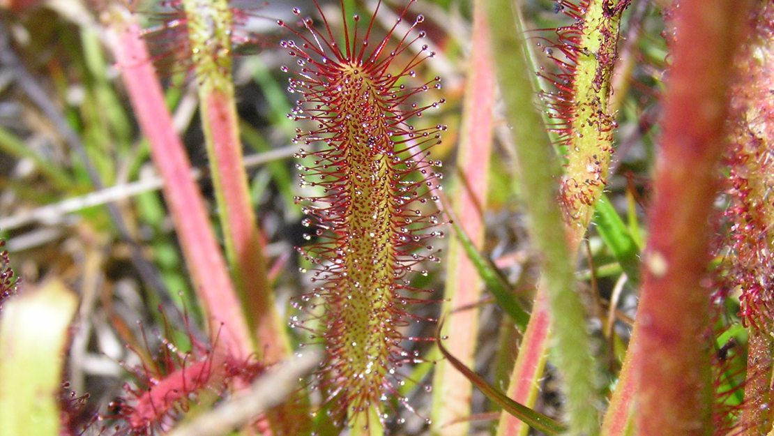 Cape sundew up close.