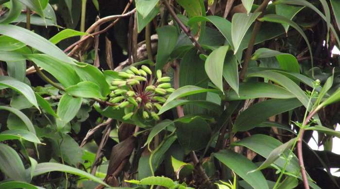 Tall stalks of bomarea with a cluster of flowers in the centre.