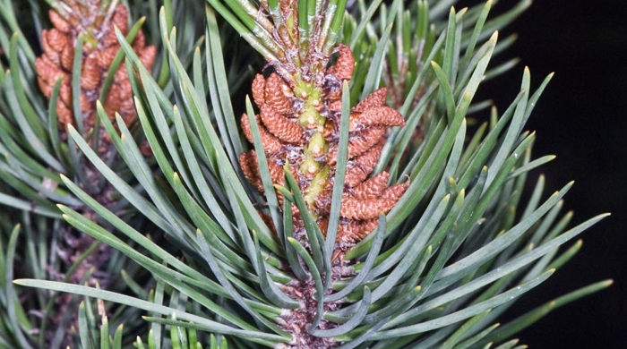 Close up of Lodgepole Pine anthers.