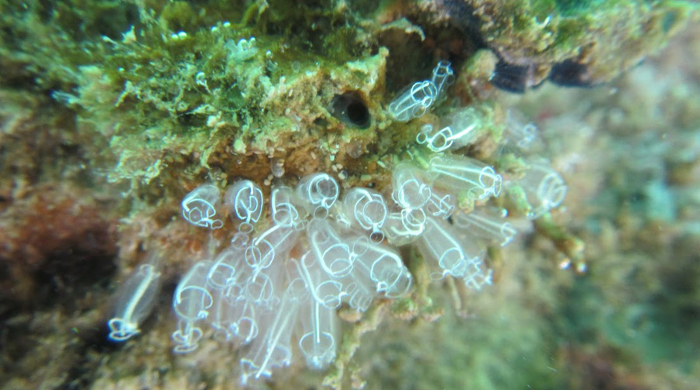 A small cluster of transparent lightbulb ascidian.