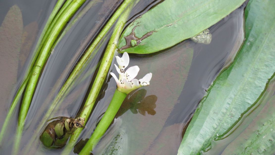 Close up of a cape pond weed flower in the water.