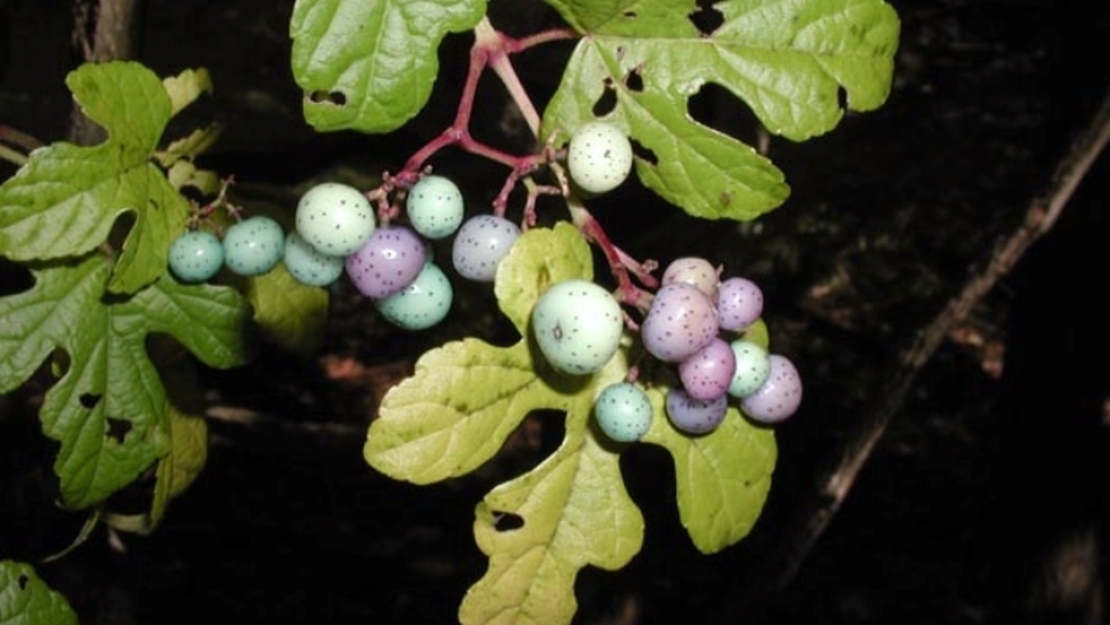 Close up of spotted porcelain berries.