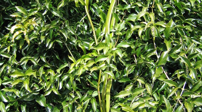 Wall of cat claw creeper.