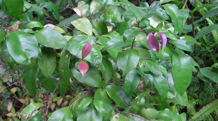 New Monkey Apple red leaf growth.