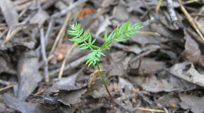 A small stalk of climbing asparagus.