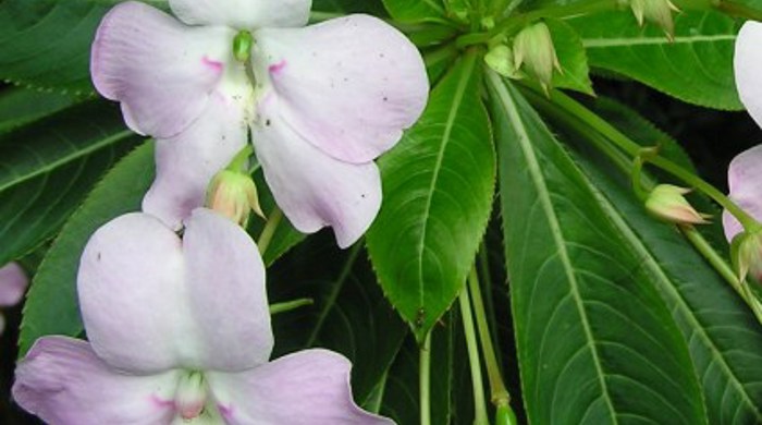 Close up of shrub basalm flowers.