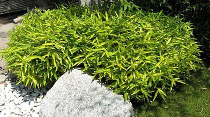 Pleioblastus auricomus - (Dwarf Ground Cover Bamboo).