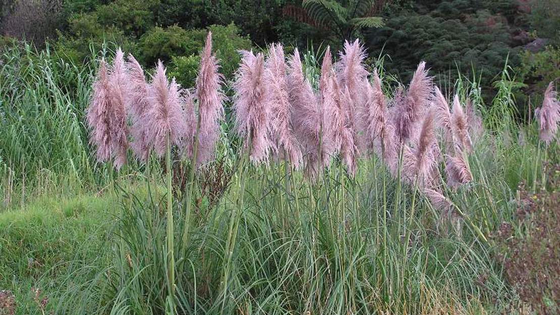 A dense bush of pampas grass.