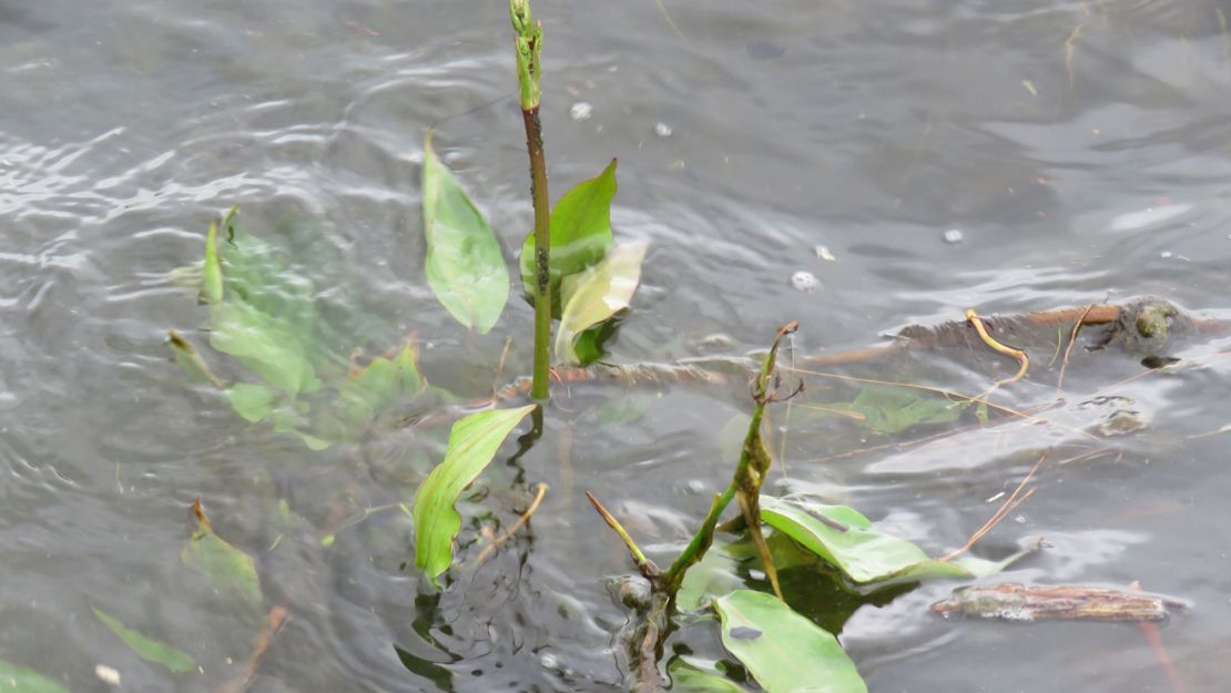 Water Plantain emerging from water surface with young flower spike.