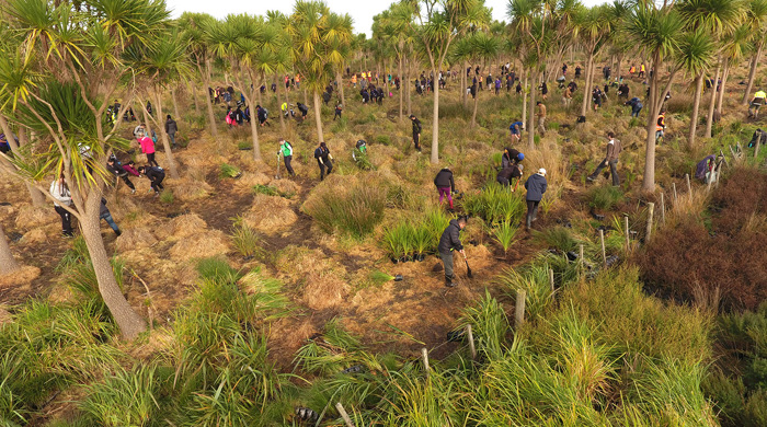 Many people digging and planting among cabbage trees. 