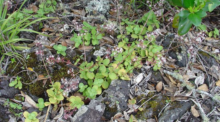 Pitted crassula growing over a rock.