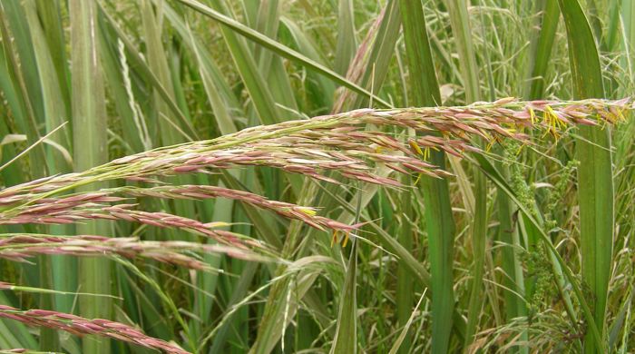 Manchurian Wild Rice with flower head.