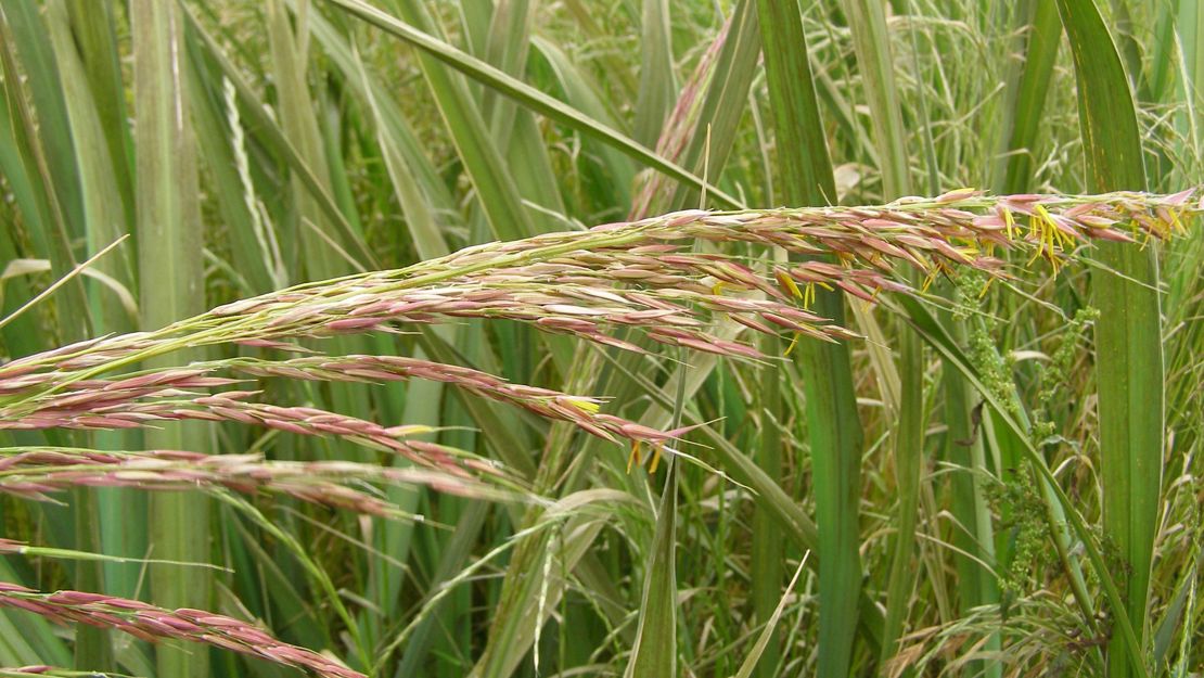 Manchurian Wild Rice with flower head.