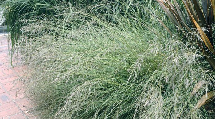 Wild bush by pavement of African Love Grass. 