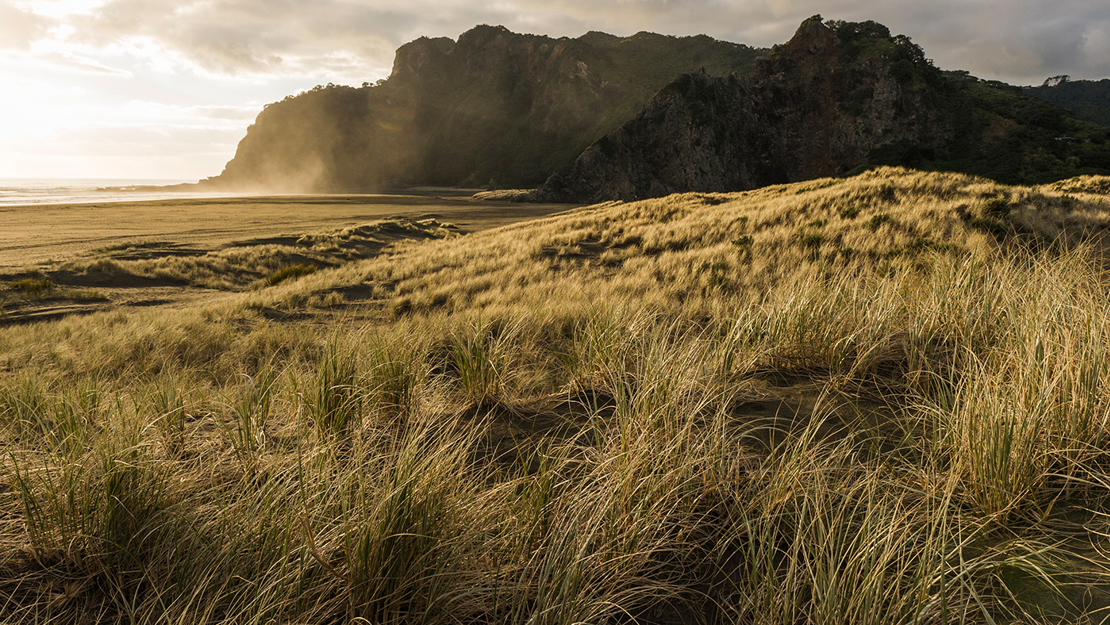 Beach view with sand and pingao grass in foreground, cliff and ocean in background.