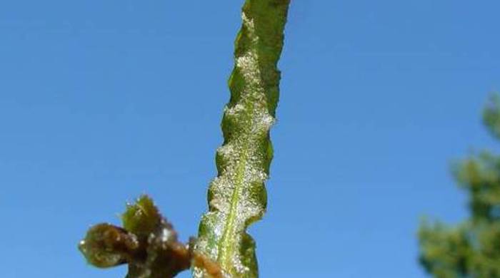 Close up of a curled pondweed leaf.