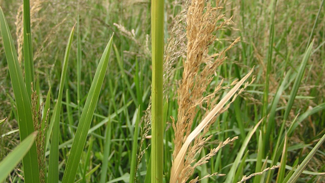 Close up of a cluster of reed sweet grass.