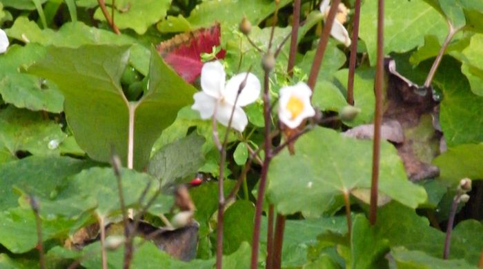 Snow poppy flowers on tall thin stalks above flat leaves.