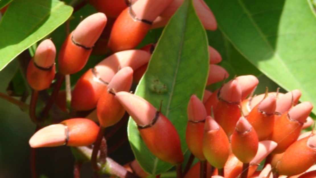 Flowers of a coral tree cri.