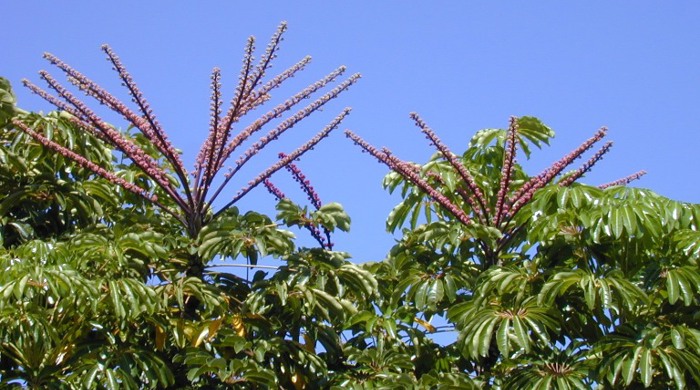 Queensland umbrella tree canopy.