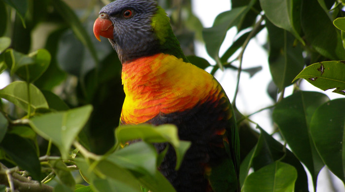 Rainbow lorikeet close up in tree amongst leaves.