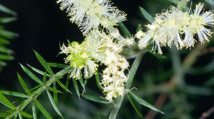 Close up of prickly leaved wattle flowers in a cluster.