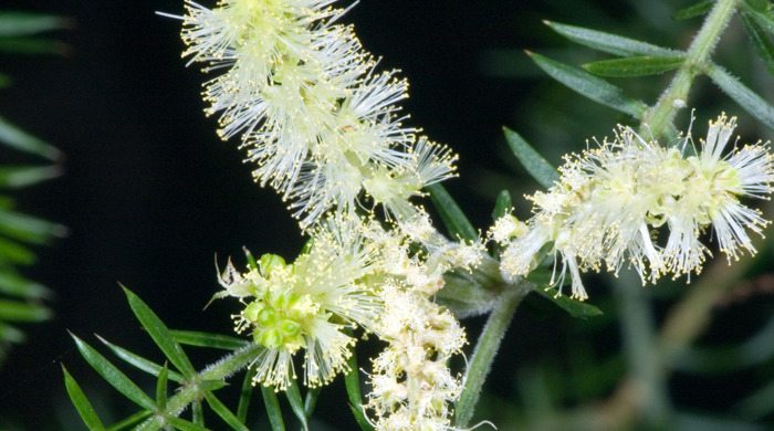 Close up of prickly leaved wattle flowers in a cluster.