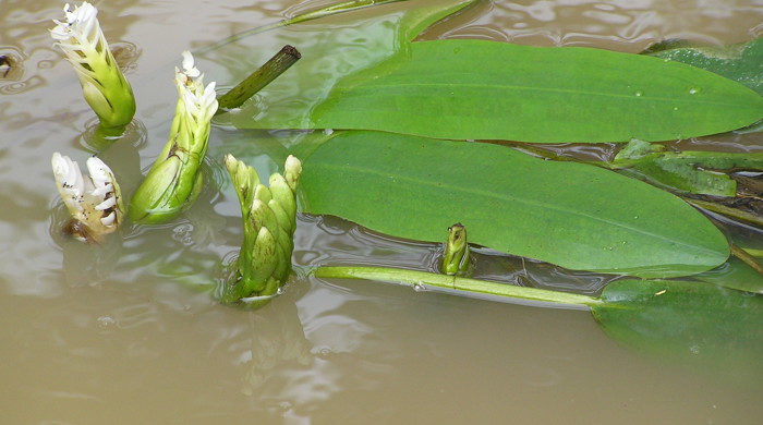 Cape pond weed submerged in grimy water.