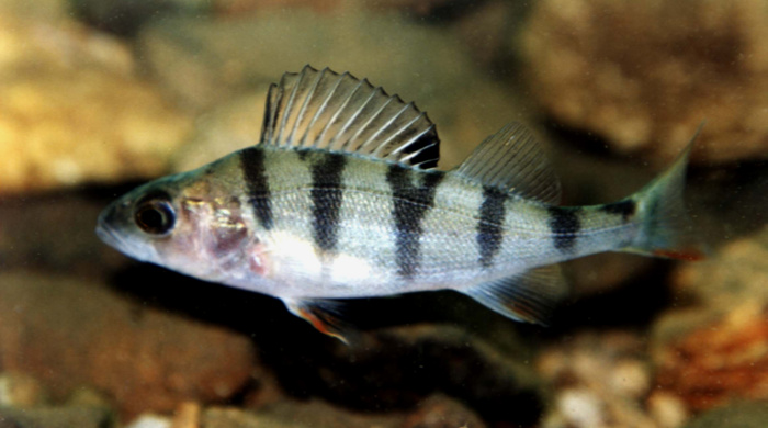 Silver and black striped perch swimming. 