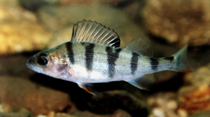 Silver and black striped perch swimming.