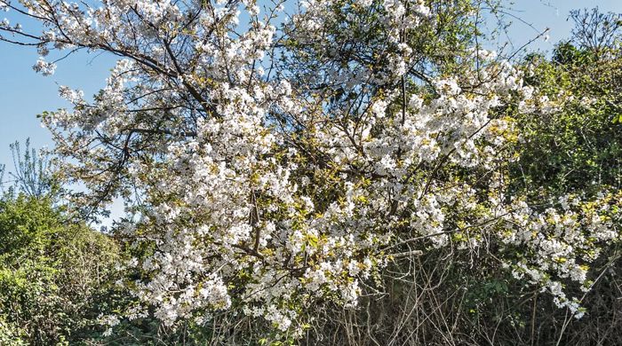 Mature Japanese Cherry in full bloom.