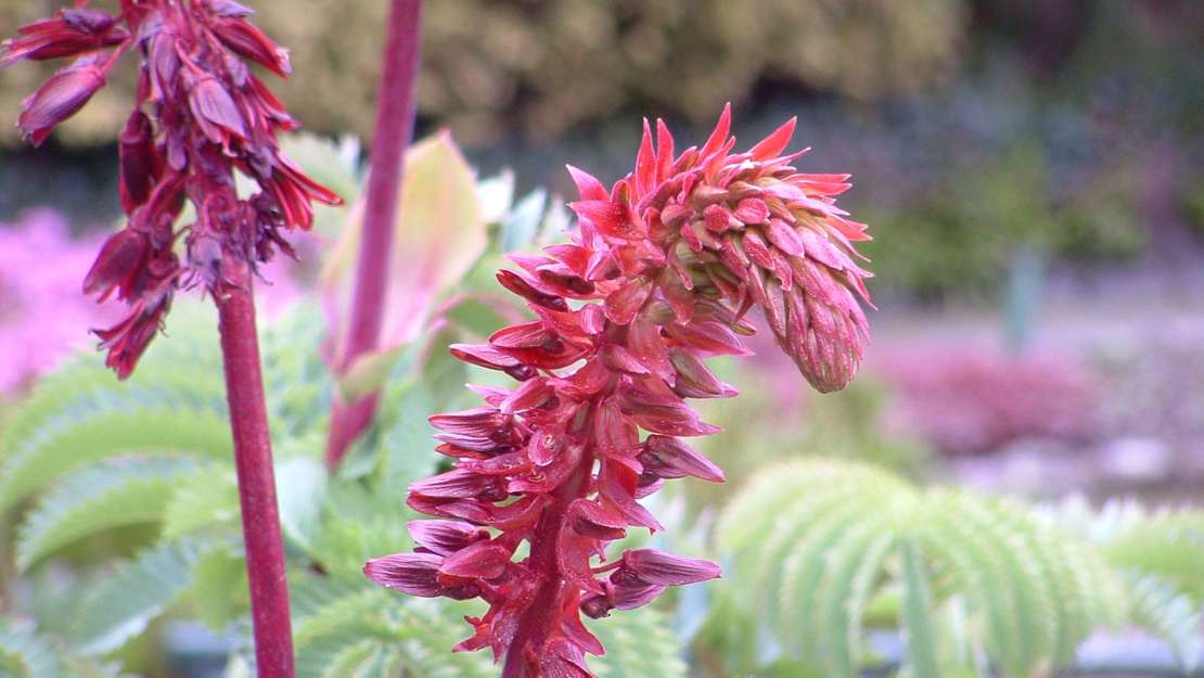 Close up of a cape honey flower with its red stamen and flower. 