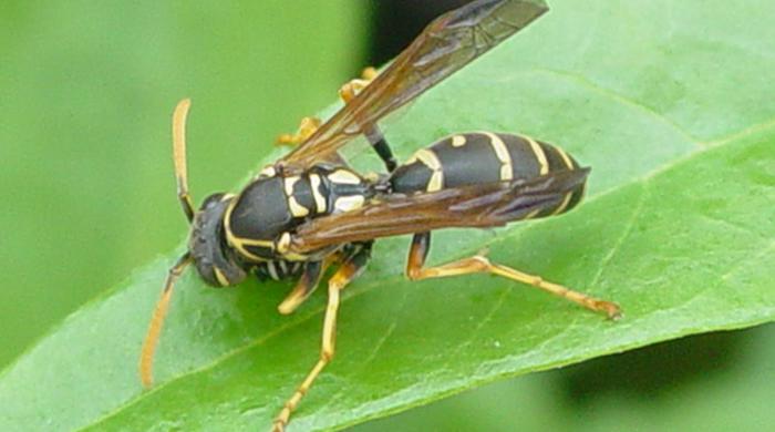 Asian paper wasp from above on a leaf.