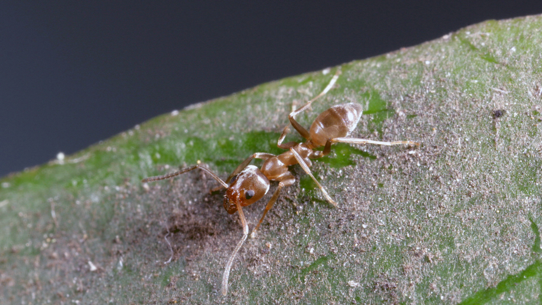 Close up of a red Argentine ant on a leaf.