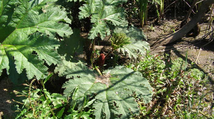 Chilean rhubarb leaves.