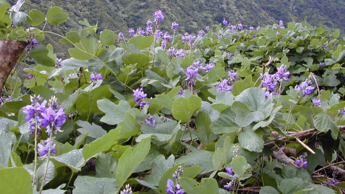 Kudzu Vine in flower.