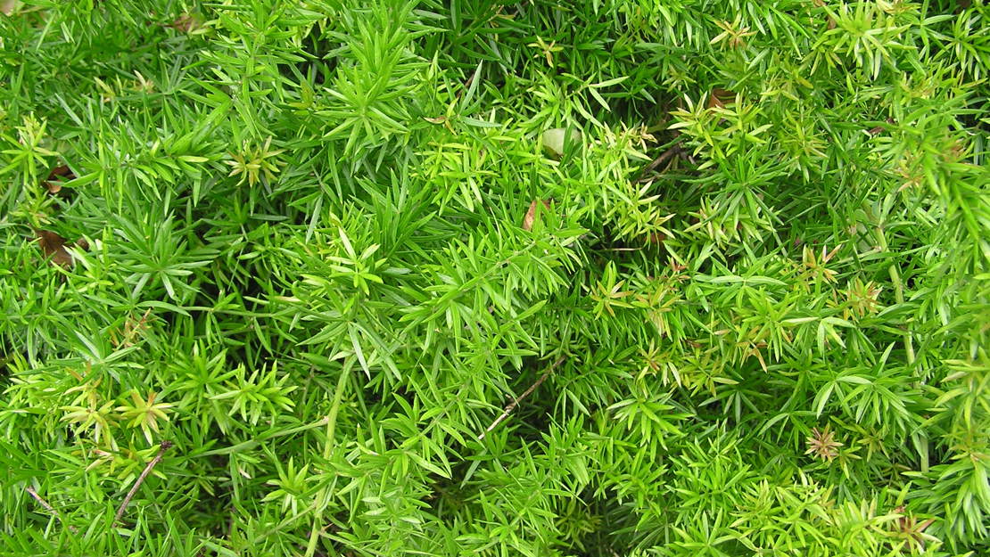 Asparagus species forming a thick mat.