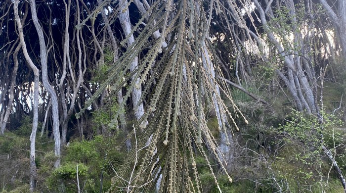 A plant grows upright in the bush with many long, narrow, serrated leaves that come out of the 'trunk' and point downwards.