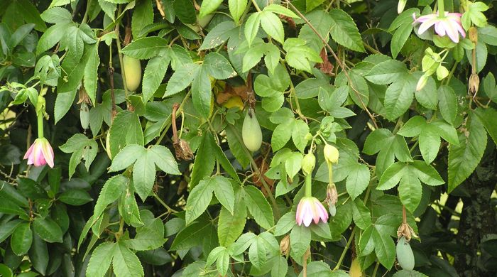 Banana passion fruit vine flowering with green fruit.