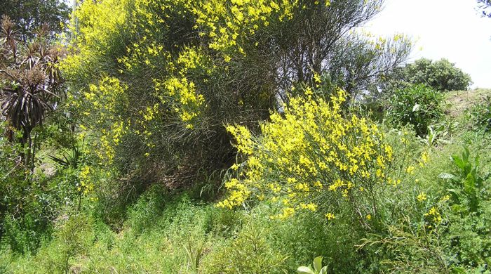 Two Spanish Broom plants growing on a small bank.