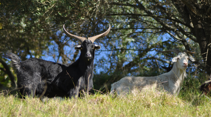 Two feral goats standing at the top of a hill.