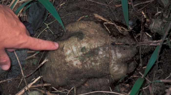 Kudzu vine exposed tuber.