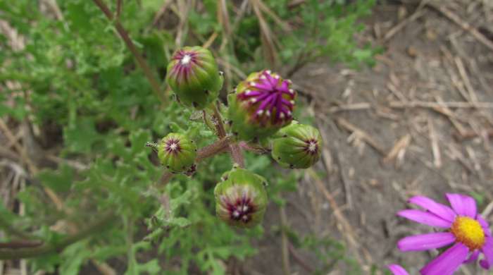 Holly Leaved Senecio flower buds.