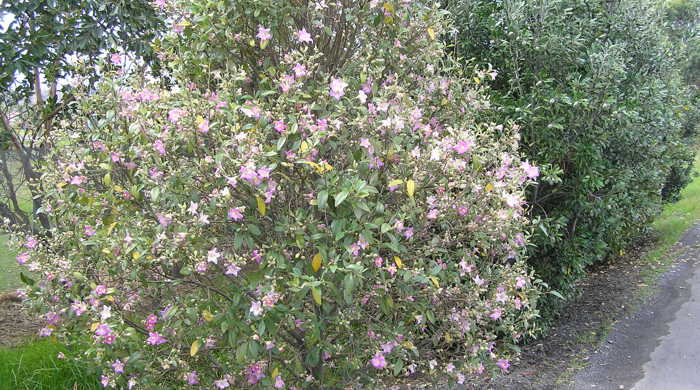 Norfolk Island Hibiscus immature tree on roadside.